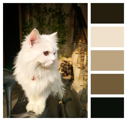 Persian Cat Pet Cat Image